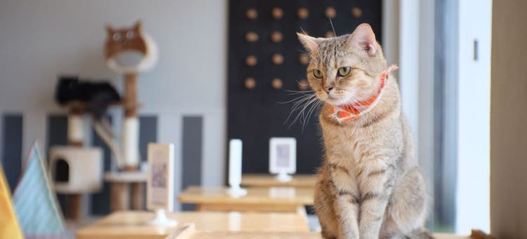 Cat cafes are unique combinations of rescue groups and cafes.