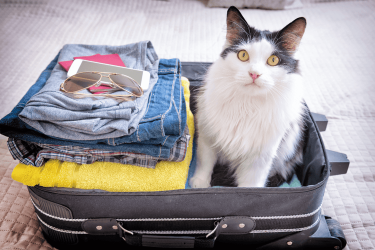 A cat stands in its owner's packed suitcase, ready for a trip.