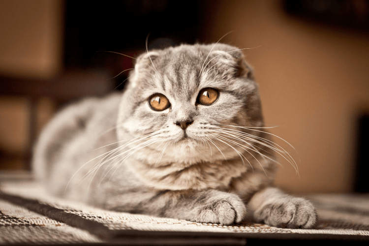 A Scottish Fold cat poses for the camera