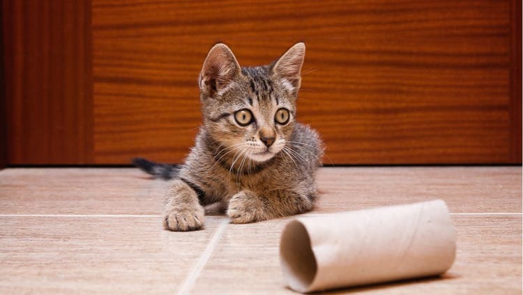 Tips on Toilet Paper Rolls for Cats