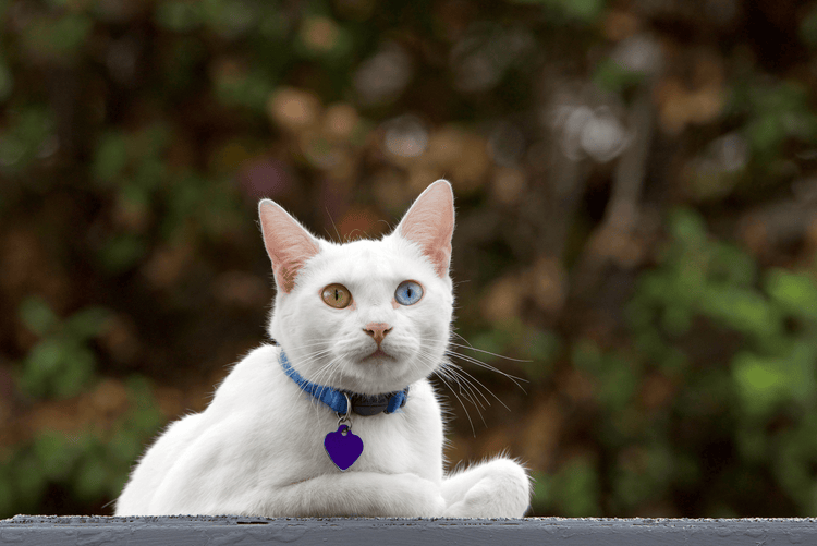 A white cat with two different-colored eyes and a purple heart-shaped name tag.