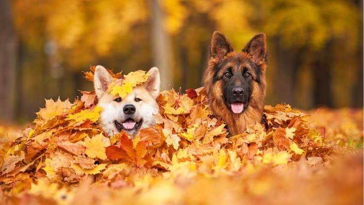 Two dogs, a Corgi and German Shepard playing in a pile of autumn leaves.