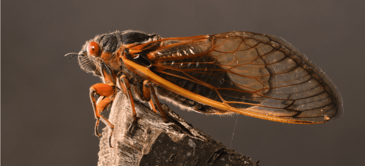 A Brood X cicada perched on a tree stump.