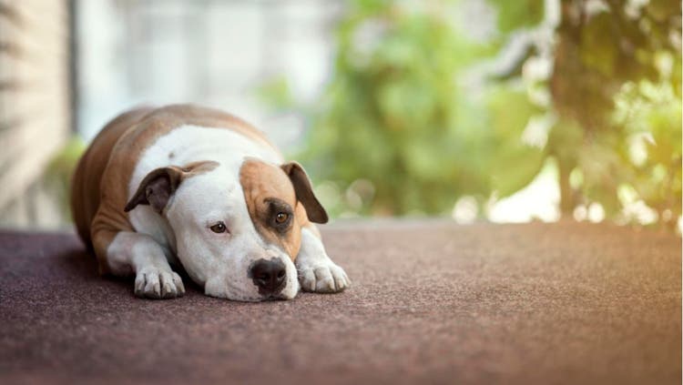 A sad-looking dog lies down on its stomach.
