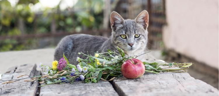 Although cats can eat apples, that doesn’t mean they should.