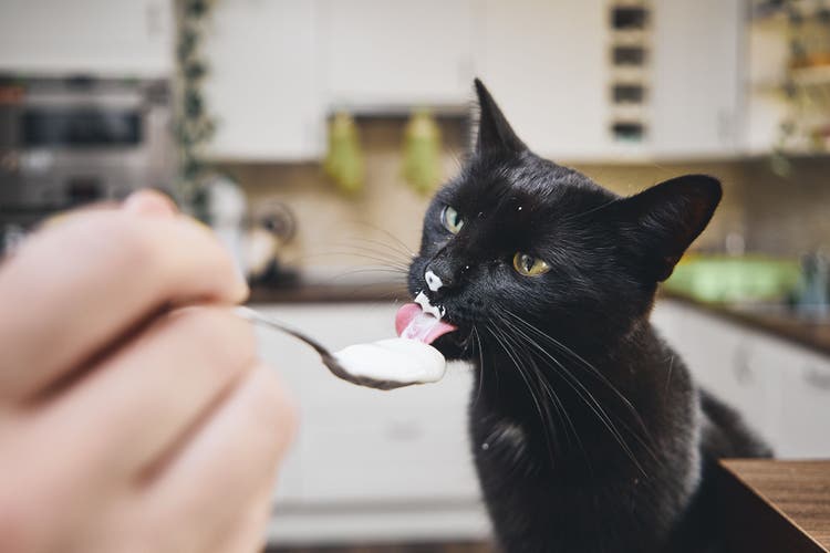 cat cats eat yogurt