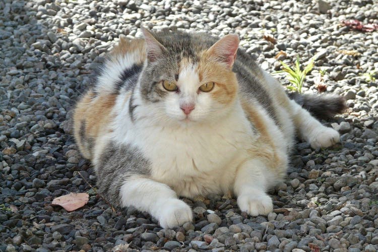 An obese cat sitting in the sun.