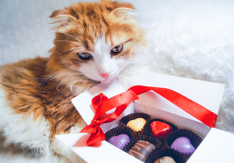 An orange-and-white cat stares into a box of chocloates.