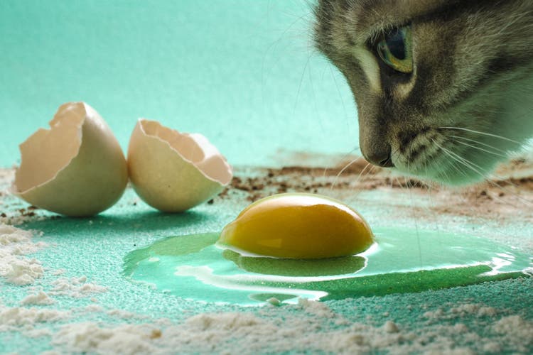 can cats eat eggs