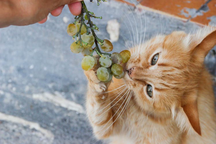 can cats eat grapes