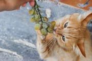 Can Cats Eat Grapes? Risks, Safety, and What to Do \| PetPlace.com