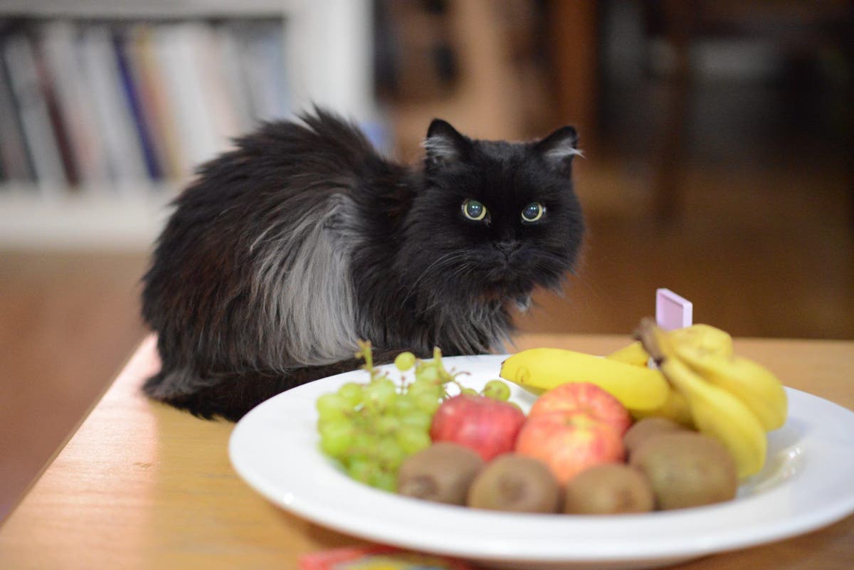 Can Cats Eat Bananas? Safe Feeding Tips for Cat Owners | PetPlace.com, image size:1200x801