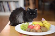 Can Cats Eat Bananas? Safe Feeding Tips for Cat Owners \| PetPlace.com