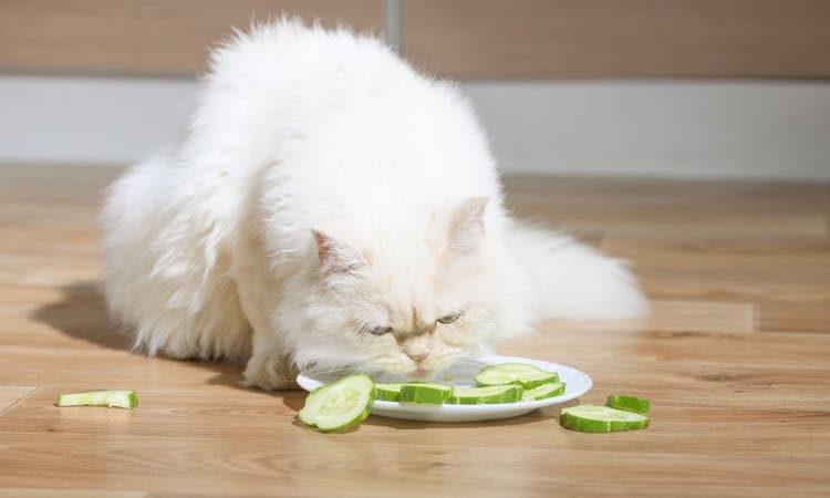 A white cat stares disdainfully at a plate of cucumber slices.