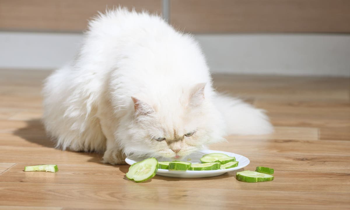 Can Cats Be Vegan?