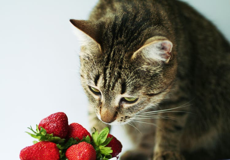 can cats eat strawberries