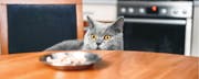 Foods Poisonous to Cats: 4 Dangerous Ones to Avoid \| PetPlace.com