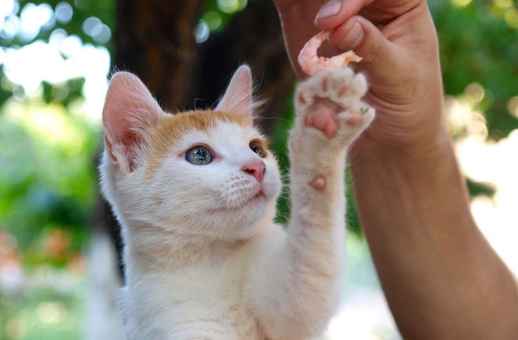 can cats eat shrimp