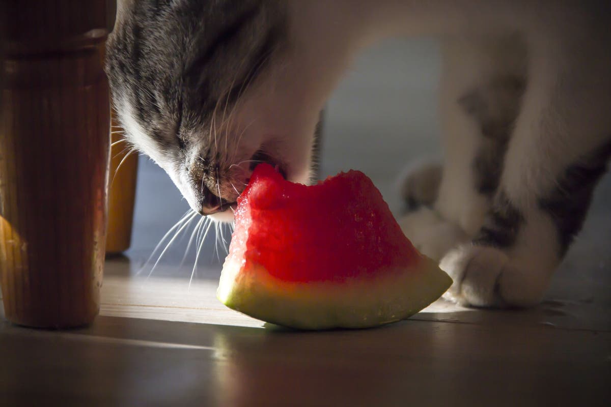 Sweet Treats: Can Cats Eat Watermelon Safely? | PetPlace.com