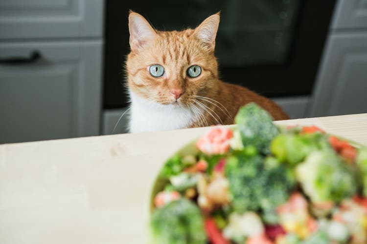 Is Vegan Cat Food Safe for Your Pet?