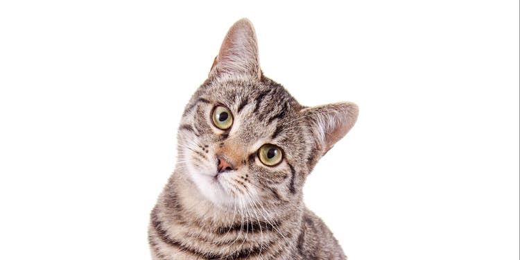 can cats eat potatoes