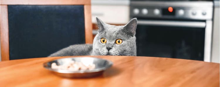 A cat prepares to steal food from the dinner table.