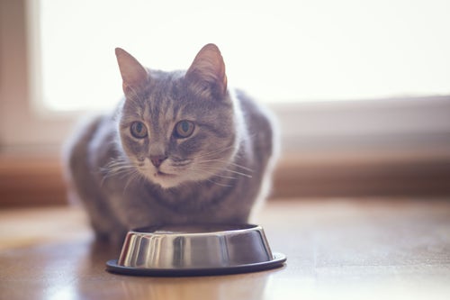 Cat loss of sales appetite