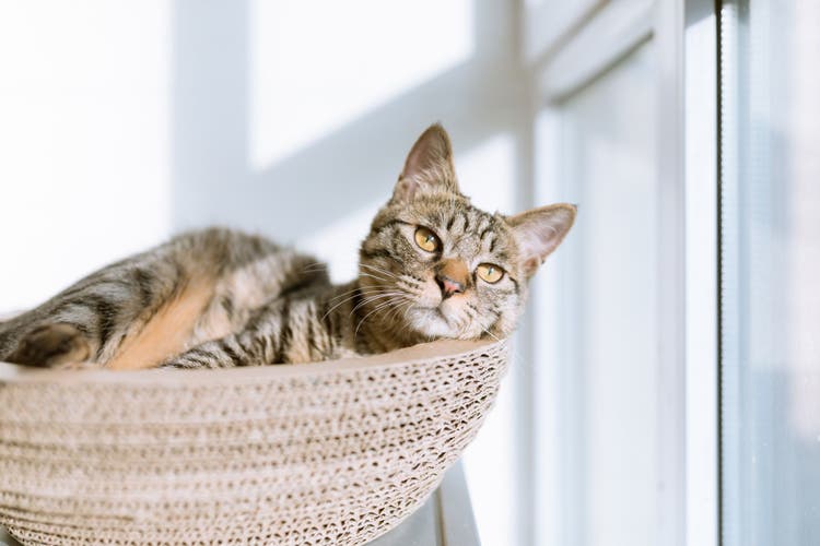 A grey cat sits in a basket and stares on a sunlit window.