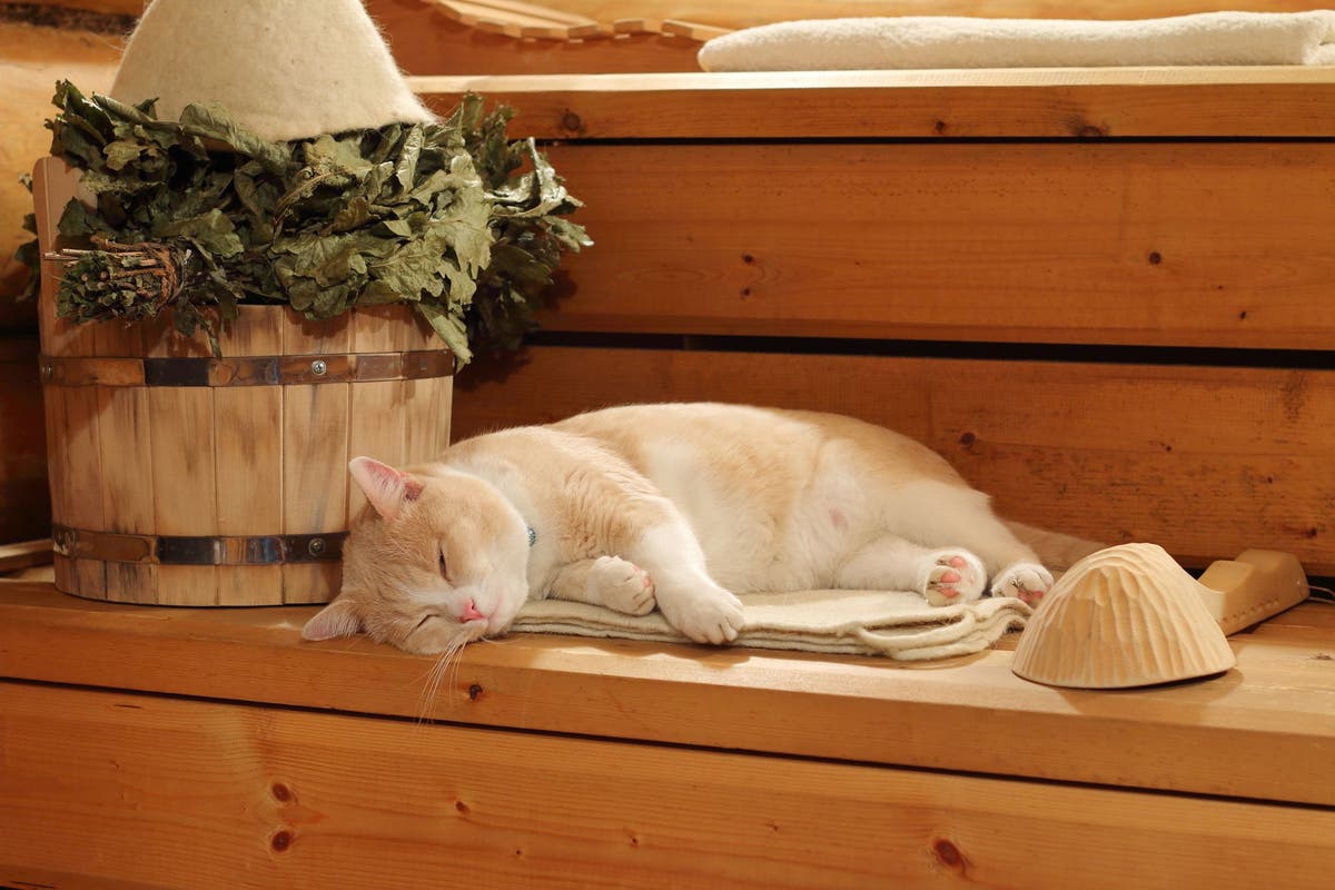 Are Cat Heating Pads Safe PetPlace