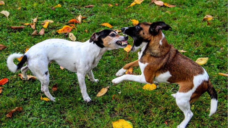 Two dogs bare their teeth and snap at each other.