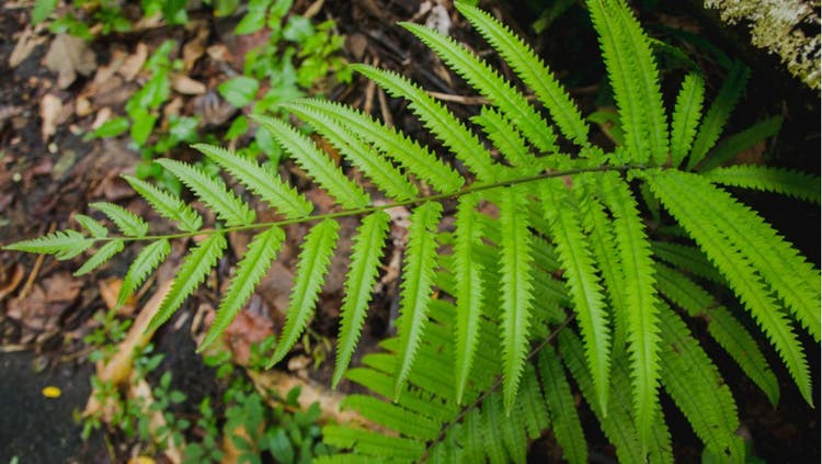 Outdoor Toxic Plants