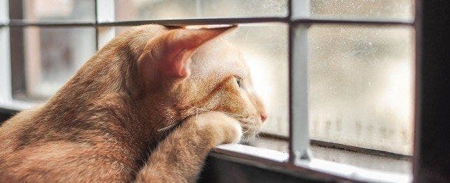 cat microchip