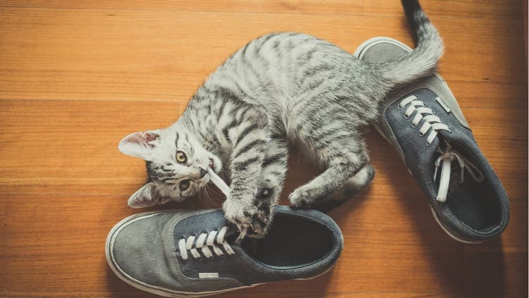 A cat chews on a shoelace.