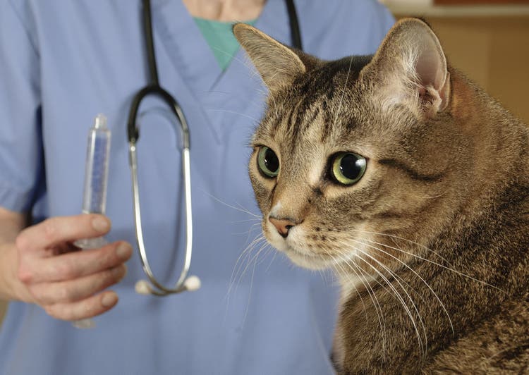 heartworm symptoms in cats