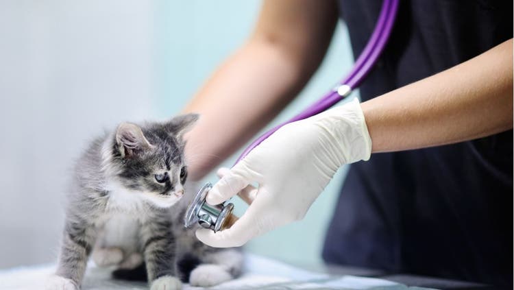 Kitten on examination table at the hospital, looking at a stethoscope.