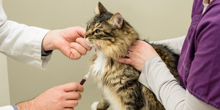 A veterinarian drawing blood from a cat.