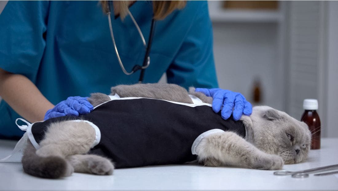 Spaying Your Cat A PostOperation Guide