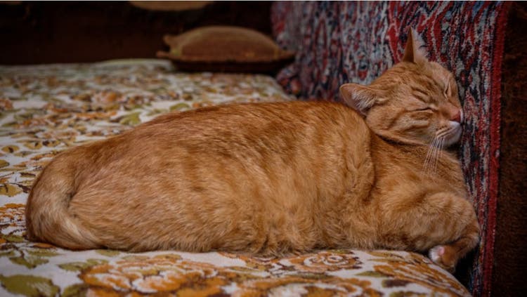 A cat presses its head against a couch cushion.
