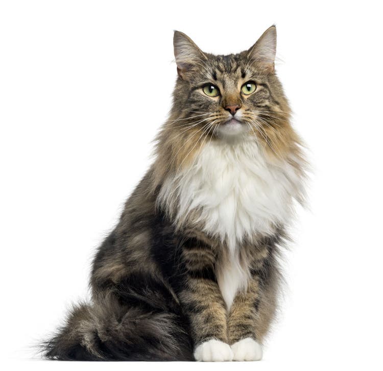 hypernatremia in cats