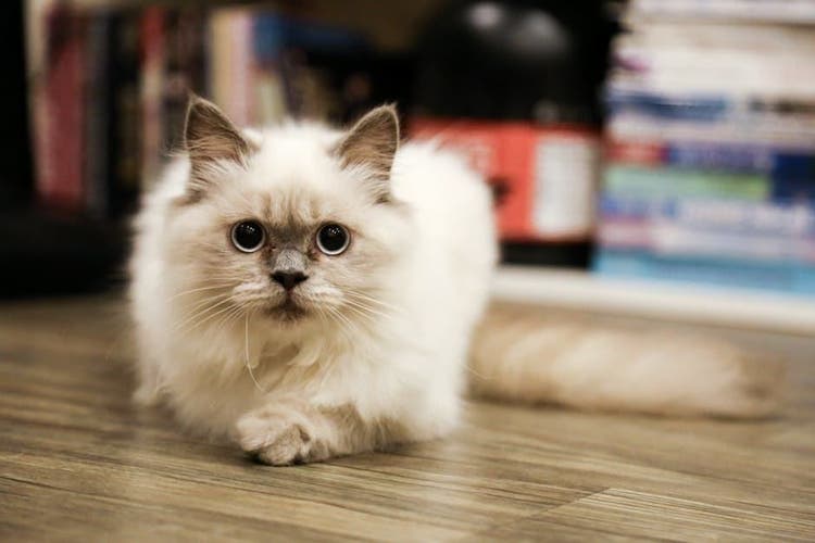 pet cat