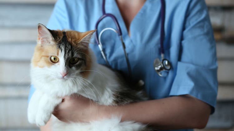 stroke in cats