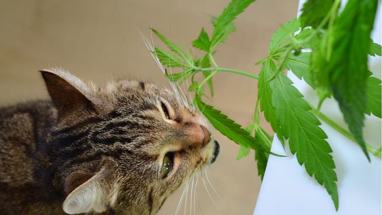 A cat chews on a marijuana plant.
