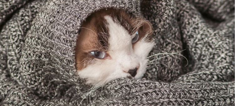 Symptoms and Causes of Cat Nausea PetPlace