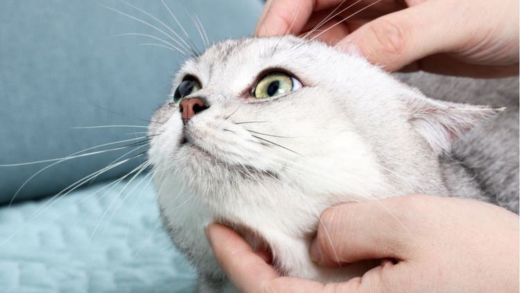 A pet owner strokes their white cat's chin.