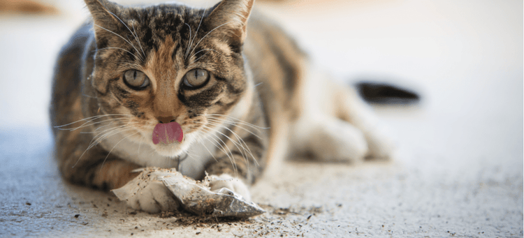 A cat enjoys some catnip, which also has anti-pest qualities.