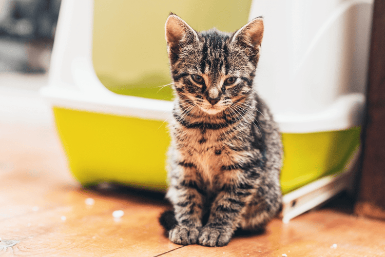 A sick-looking cat sits outside of a yellow litter box with a white lid.