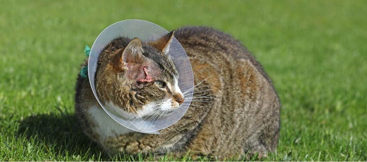 A cat wearing an e-collar sits in the grass.