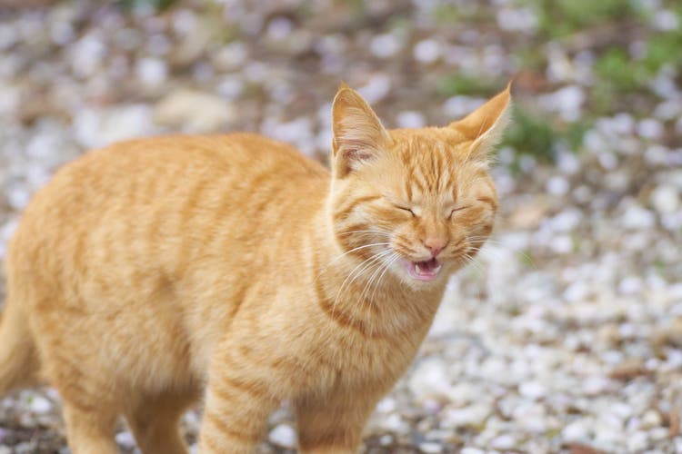Food Allergy in Cats