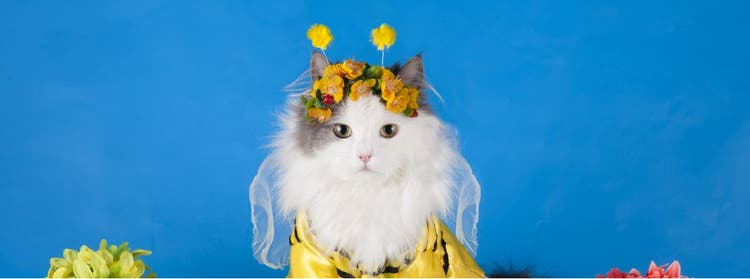 A cat in a Halloween costume.