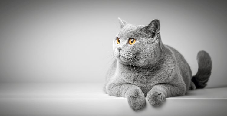 A gray cat with yellow eyes drapes its paws over a ledge.